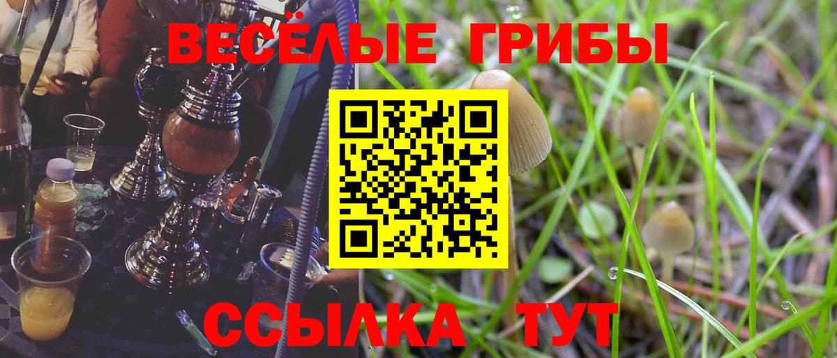 Галлюциногенные грибы Psilocybe  Псилоцибиновые грибы Psilocybine cubensis  Вход с VPN  Боровичи 